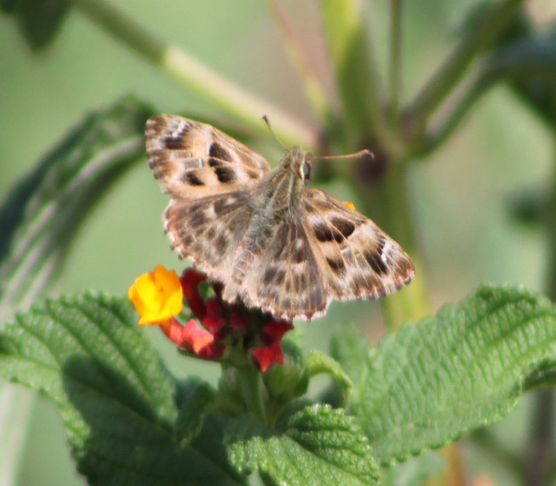 Identificazione farfalla